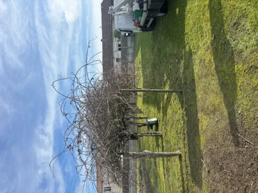 Élagage , arbre fruitier sur Libourn, Coutras, Mr Waren