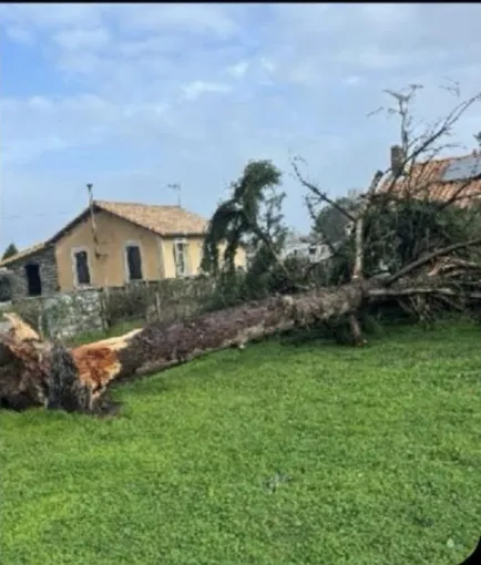 Élagage d’un cèdre tombé cause tempête , Coutras, Mr Waren